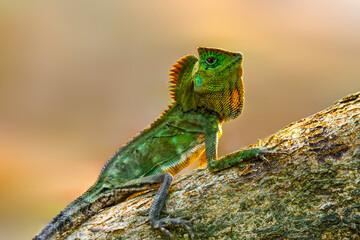 Dragon forest lizard  on branch in tropical  garden 