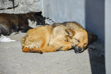 Homeless street dog sleeping at the sun pets nature