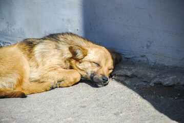 Homeless street dog sleeping at the sun pets nature