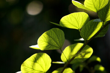 Leaves Tropical forest trees texture background wallpaper