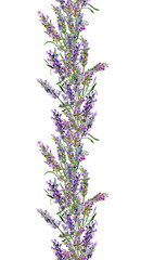Lavender flowers seamless border. Watercolor strip