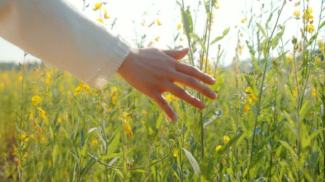 Female hand touches Sunn hemp flowers (Crotalaria juncea). The woman gently and gently walks her hand over the tops of Sunn hemp flowers.