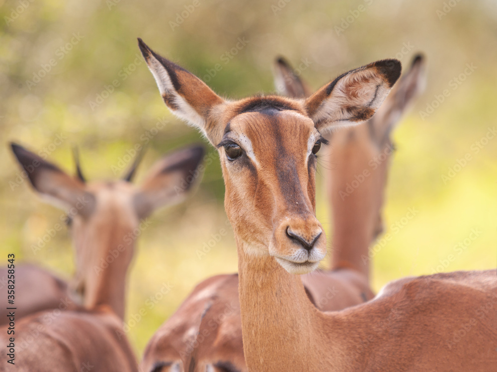 Wall mural An Impala Ewe in Kruger Park