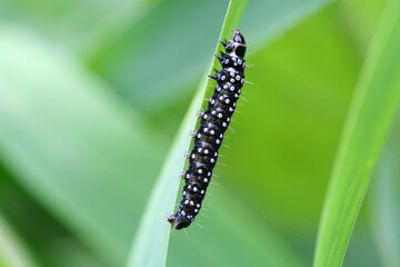 Black with white spots. Butterfly caterpillar. Peacock eye crawling on a green blade of grass. Closeup, selective focus.