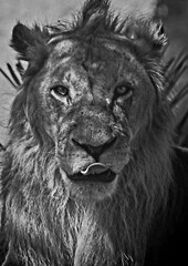 lion head portrait
