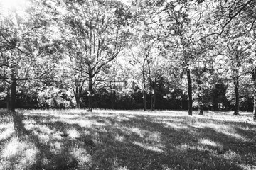 Sunny meadows with deciduous trees in black and white