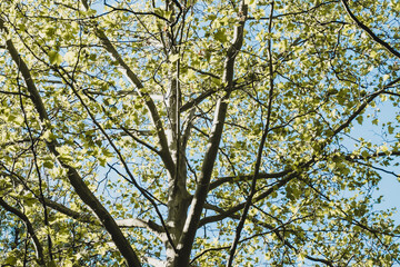 View into the branches of a deciduous tree
