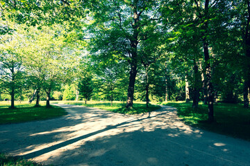 View into the branches of a deciduous tree