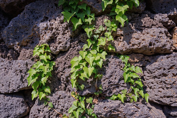 Wild ivy on the walls of volcanic rock.