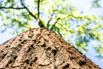 View into the branches of a deciduous tree