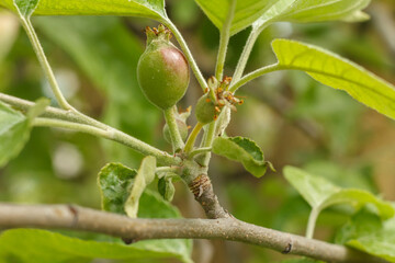 Fruits of immature apples on the branch of tree.
