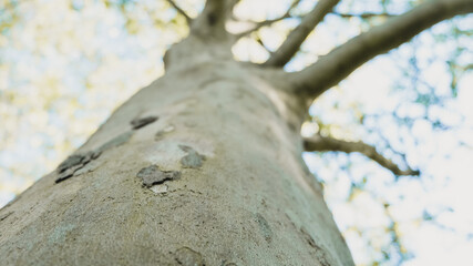 View into the branches of a deciduous tree