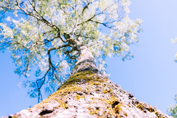View into the branches of a deciduous tree