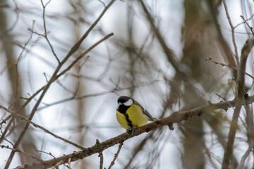 Forest birds live near the feeders in winter