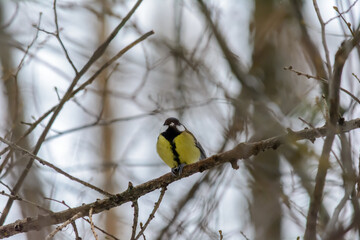 Forest birds live near the feeders in winter
