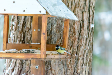 Forest birds live near the feeders in winter