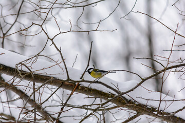 Forest birds live near the feeders in winter