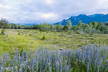 Blue flowers on a green meadow in Bavaria