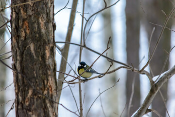 Forest birds live near the feeders in winter