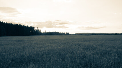 View of a blossoming field shortly before sunset