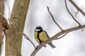 Forest birds live near the feeders in winter