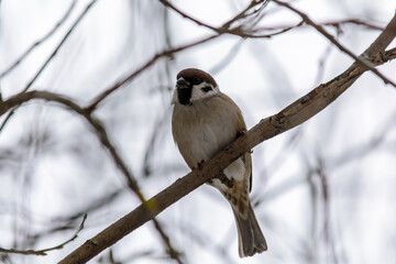 Fototapeta premium Forest birds live near the feeders in winter