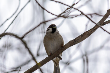 Forest birds live near the feeders in winter