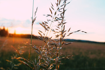 View of a blossoming field shortly before sunset