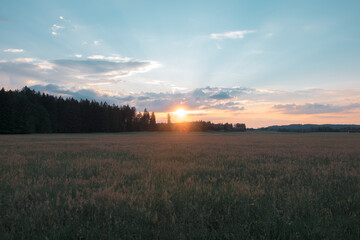 View of a blossoming field shortly before sunset