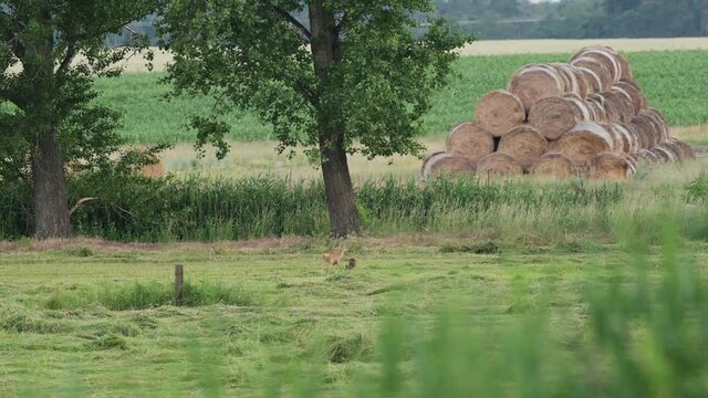 Ein Reh mit ihrem Kitz auf einer gem&auml;hten Wiese