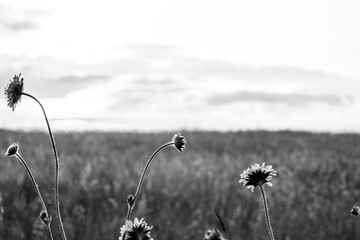 Detail view of flowers just before sunset in black and white