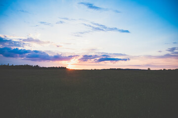 View of a blossoming field shortly before sunset
