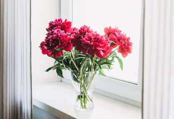 Beautiful mono bouquet of fresh lush red peonies in vase on the windowsill with curtains at home