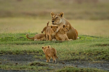 Fototapeta na wymiar Cub walks towards others lying with lioness