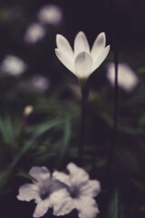 white flower background