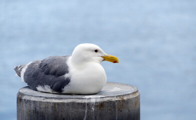 Western seagul resting on a rail  near city peir in Port Townsend