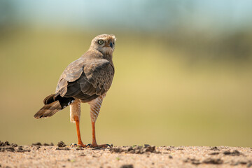 Immature dark-chanting goshawk on horizon turning head