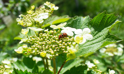 Fototapeta premium Two red ladybugs (Coccinellidae) mating on white flowers of Viburnum ordinary. Ladybugs (Harmonia axyridis, harlequin) mate in the spring in the garden. Close-up.Selective shallow focus, blurred