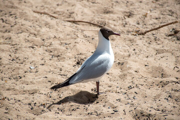 the seagull on sand beach