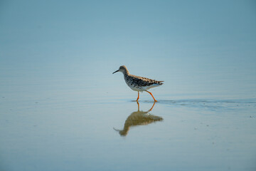 Immature ruff wades through shallows with reflection