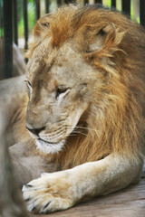 Lion in cages at the zoo , close up face