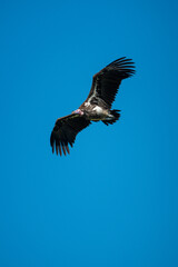 Obraz premium Lappet-faced vulture gliding in deep blue sky