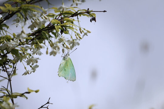 A white butterfly catching on a flower