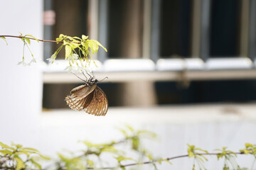 Brown butterfly perched on a branch, on a blurred background - Powered by Adobe
