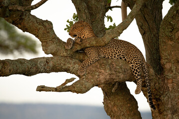 Fototapeta na wymiar Leopard lies on branch with dangling legs
