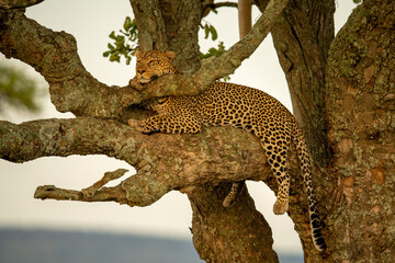 Naklejka na ściany i meble Leopard lies on tree branch resting head