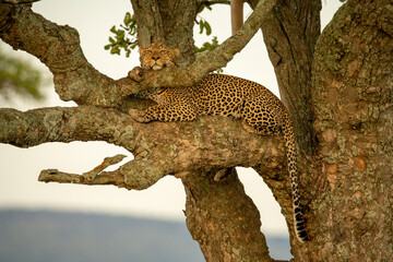 Fototapeta na wymiar Leopard lies resting head on tree branch