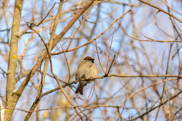 Forest birds live near the feeders in winter