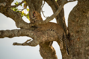 Fototapeta na wymiar Leopard lies yawning on branch dangling legs