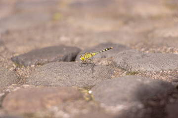 A small green Dragonfly laying down in a rock
